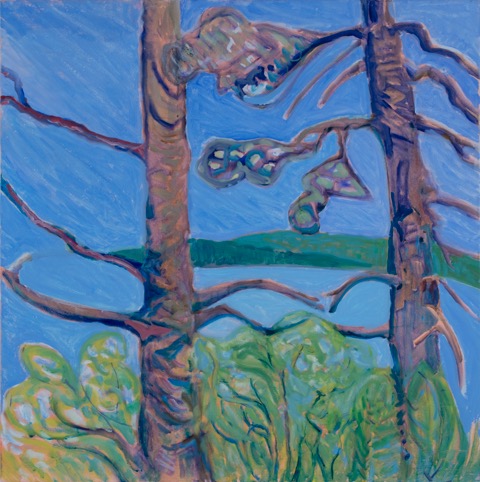 Twin Spruce 30 in x 30 in